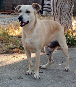 Victor Zorro Dogsavior Sep25 1