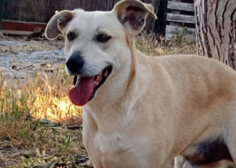 Victor Zorro Dogsavior Sep25 Beitragsbild