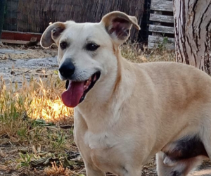 Victor Zorro Dogsavior Sep25 Beitragsbild