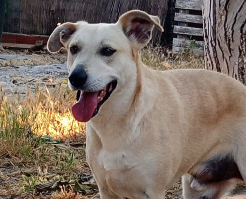 Victor Zorro Dogsavior Sep25 Beitragsbild