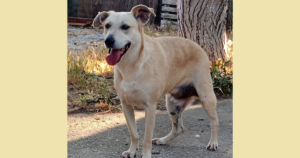 Victor Zorro Dogsavior Sep25 Social Media