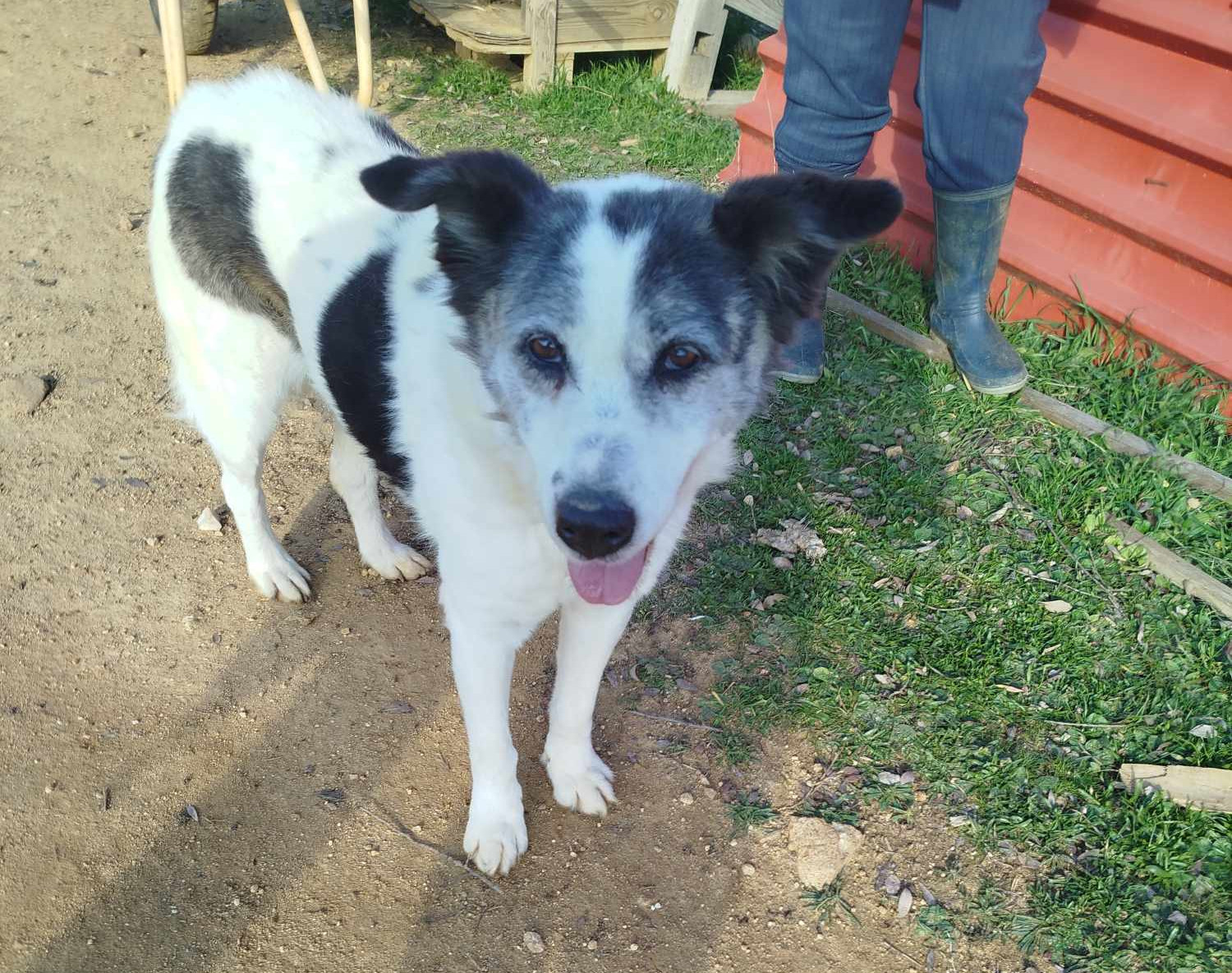 Amy Zorro Dogsavior Jan25 1