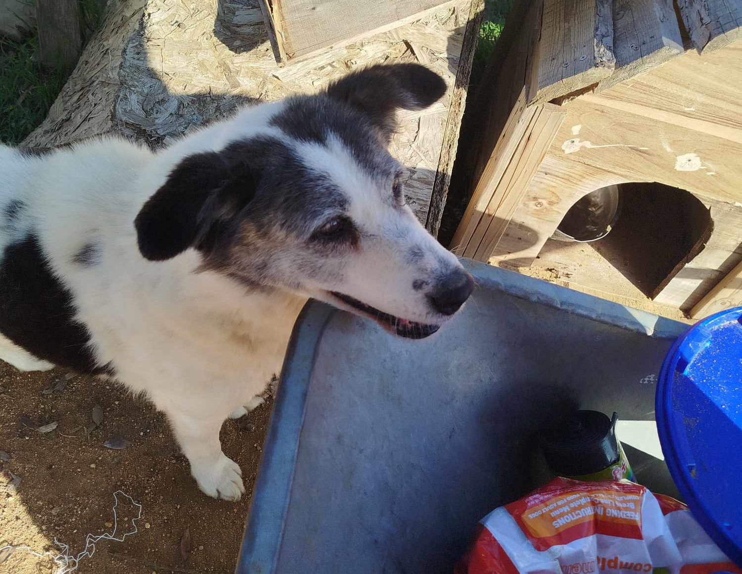 Amy Zorro Dogsavior Jan25 3