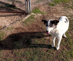 Foto von Hundedame Amy