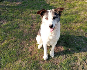 Foto von Hundedame Amy