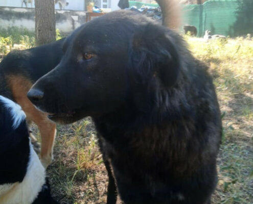 Feta Zorro Dogsavior Nov24 Beitragsbild