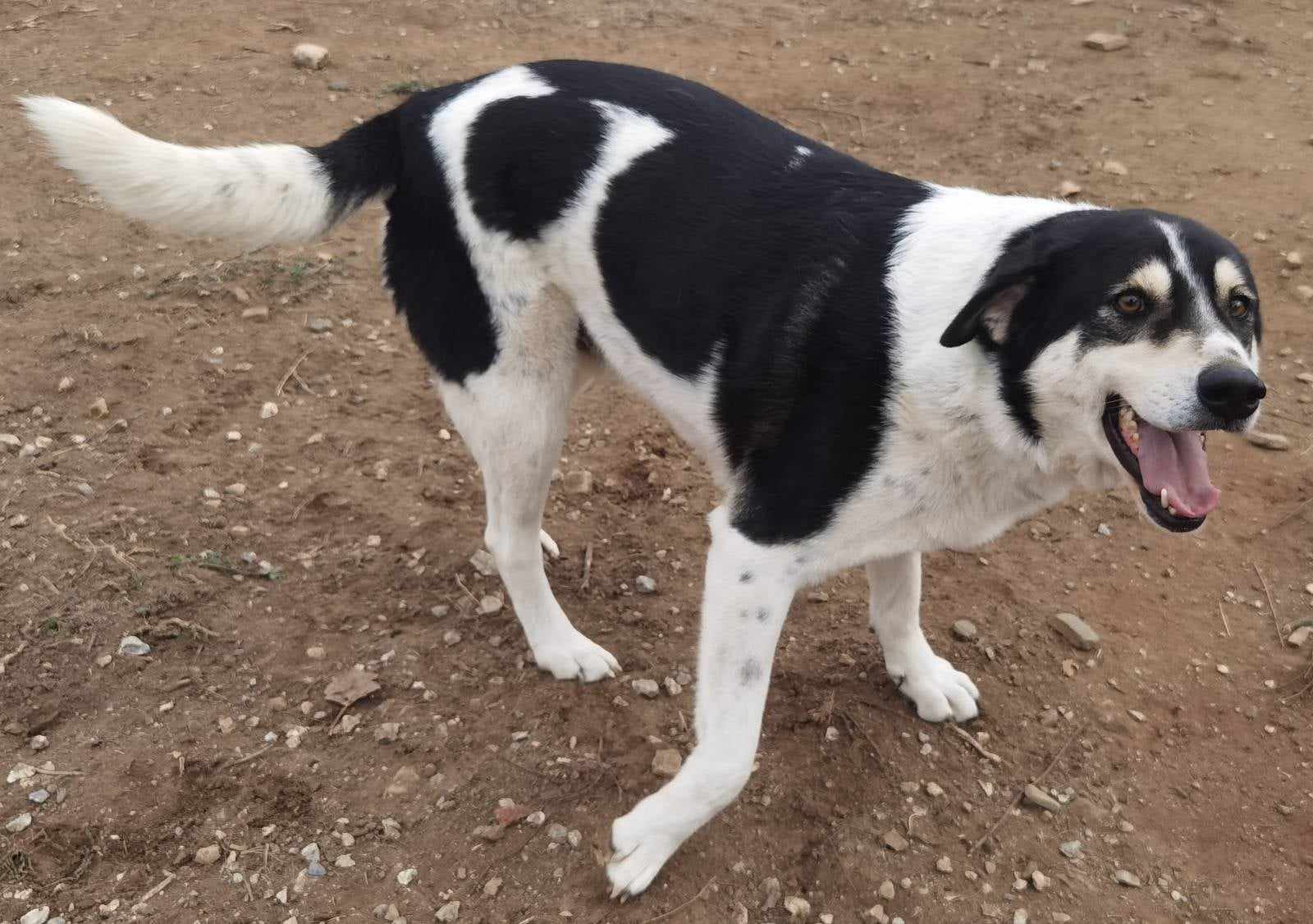 John Zorro Dogsavior Feb25 1