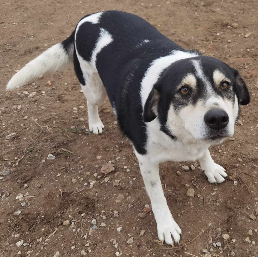 John Zorro Dogsavior Feb25 2