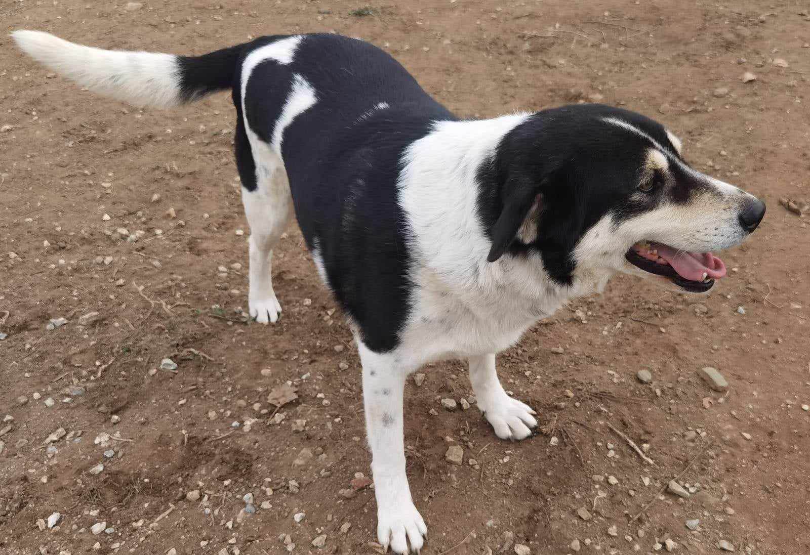 John Zorro Dogsavior Feb25 3