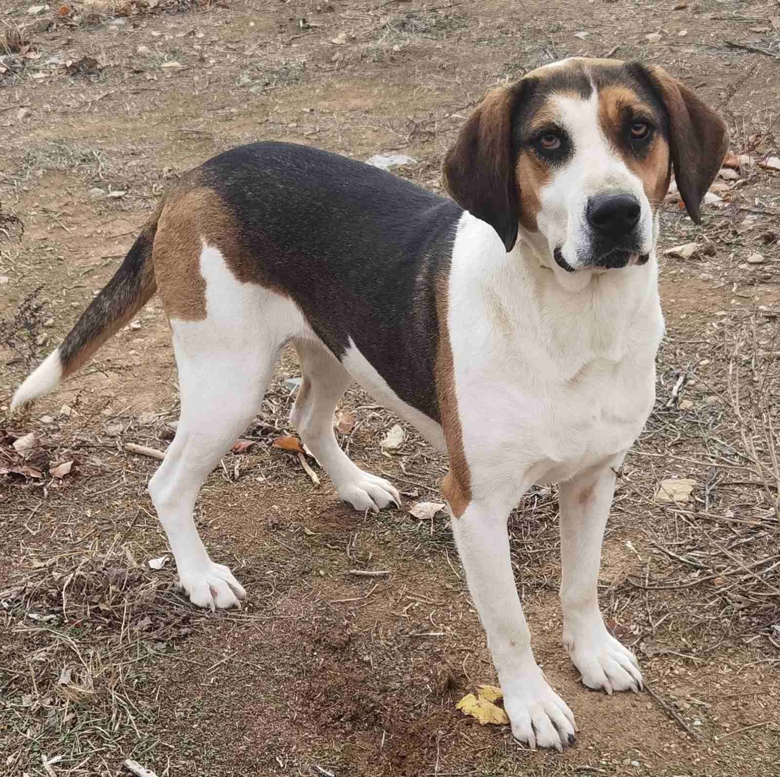 Kallisto Zorro Dogsavior Dez24 1