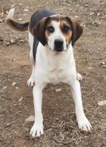 Kallisto Zorro Dogsavior Dez24 2