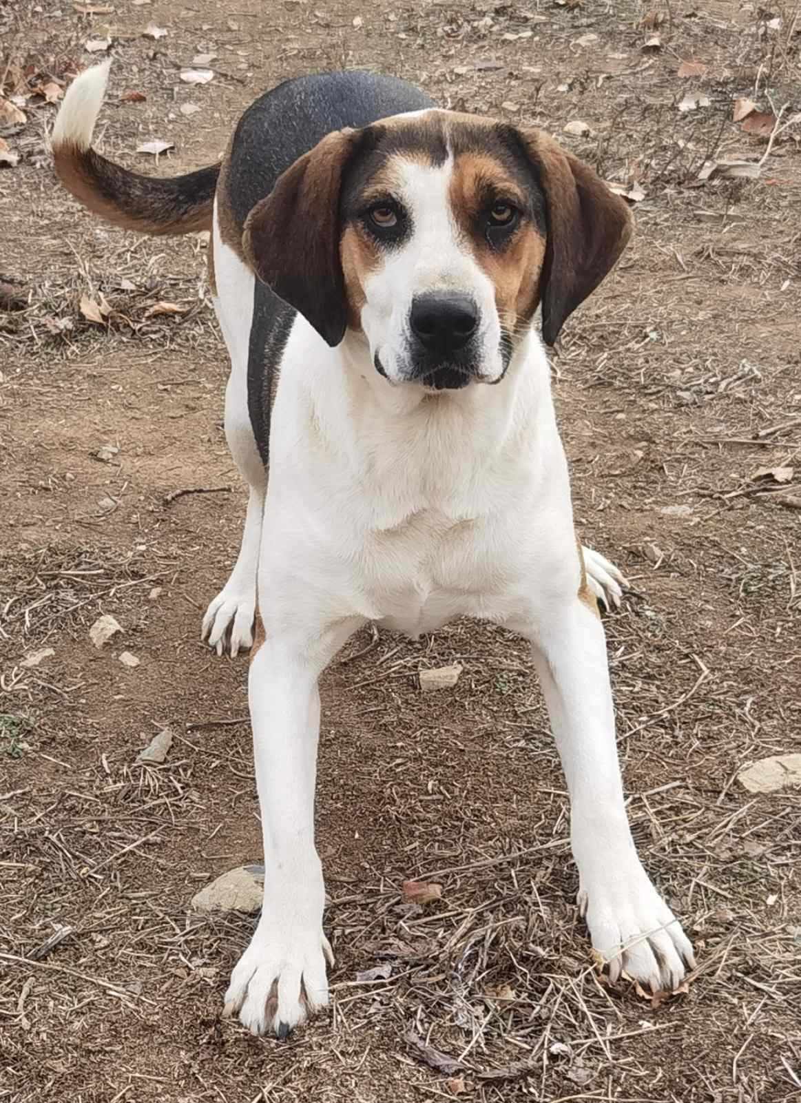 Kallisto Zorro Dogsavior Dez24 2