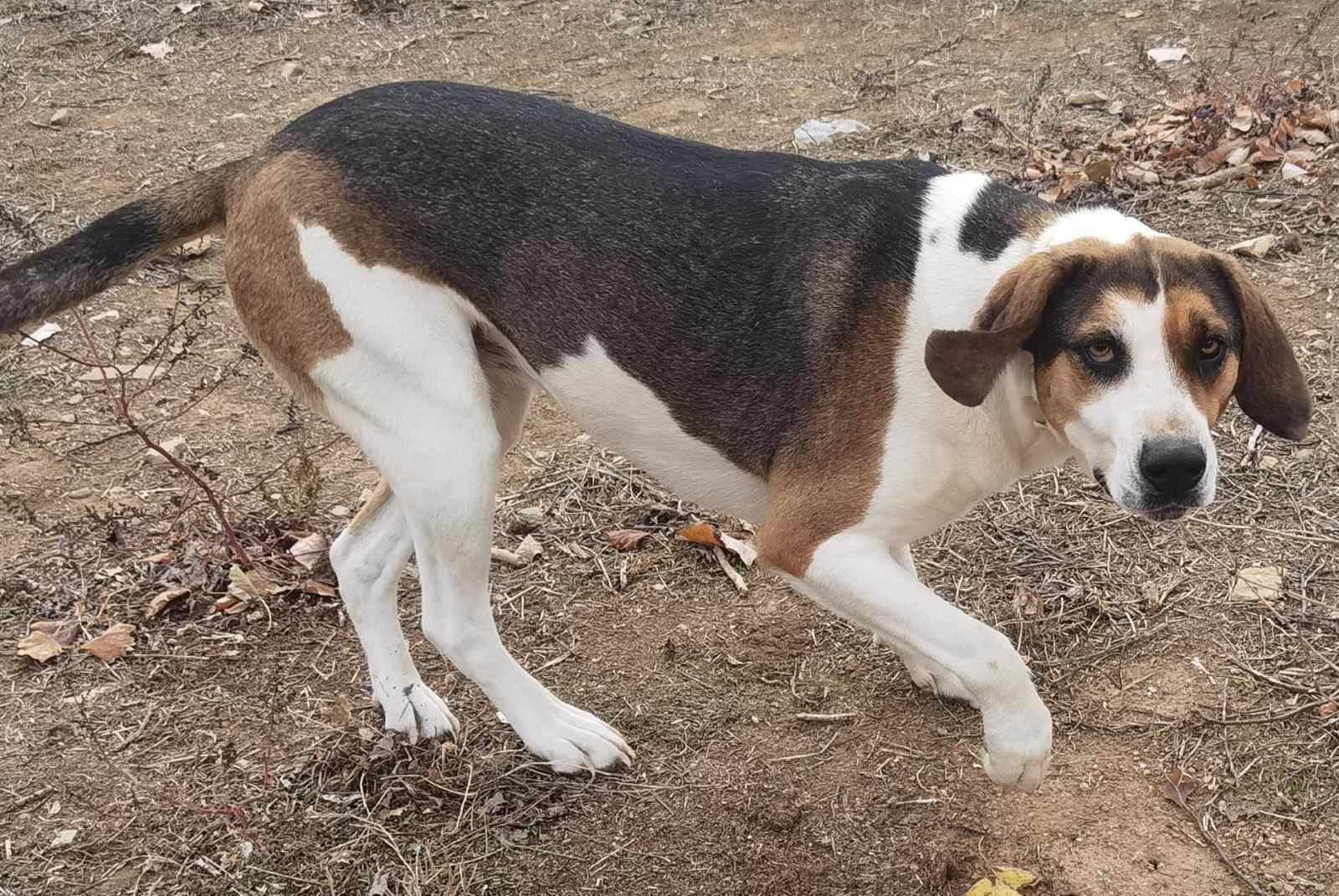 Kallisto Zorro Dogsavior Dez24 3