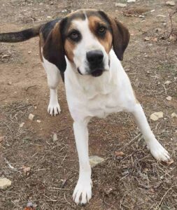 Kallisto Zorro Dogsavior Dez24 4