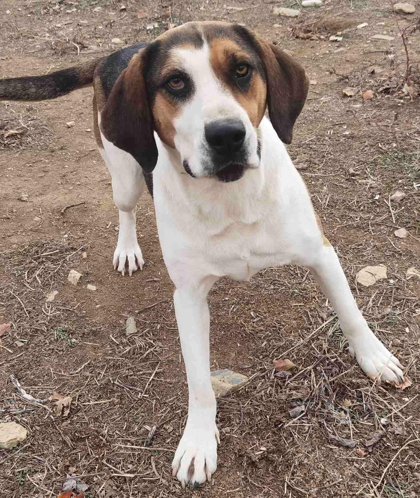 Kallisto Zorro Dogsavior Dez24 4