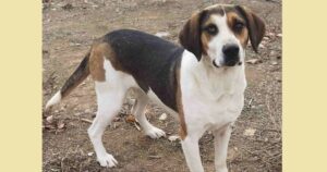 Kallisto Zorro Dogsavior Dez24 SocialMedia