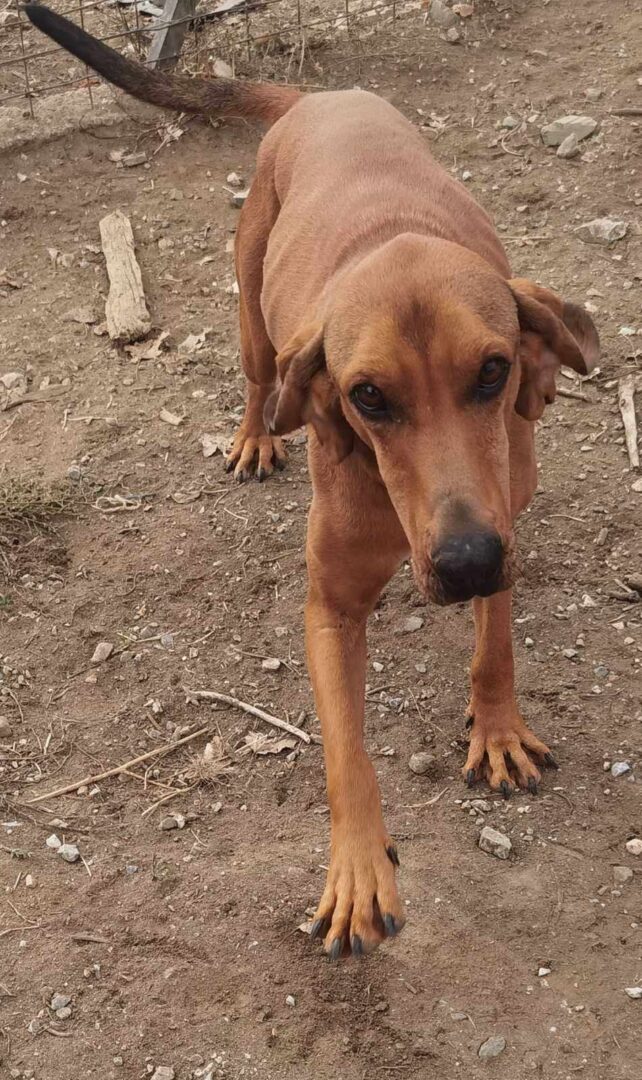Kanelos Zorro Dogsavior Dez24 1
