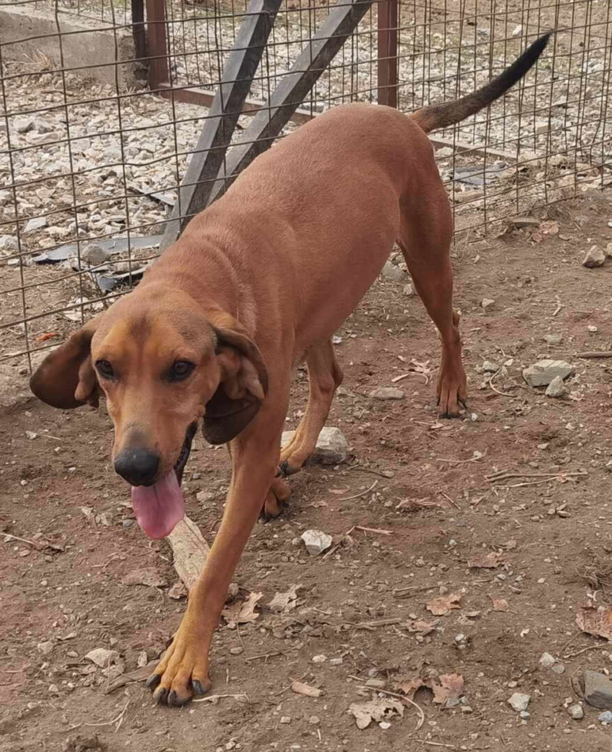 Kanelos Zorro Dogsavior Dez24 2