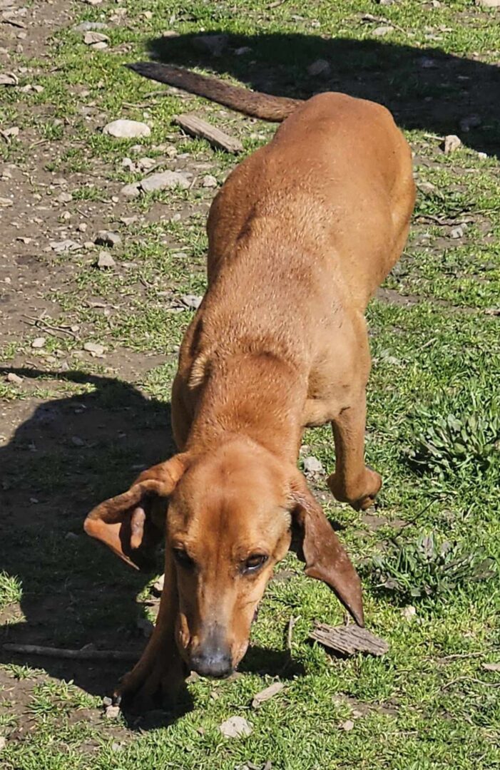 Kanelos Zorro Dogsavior Mär25 1