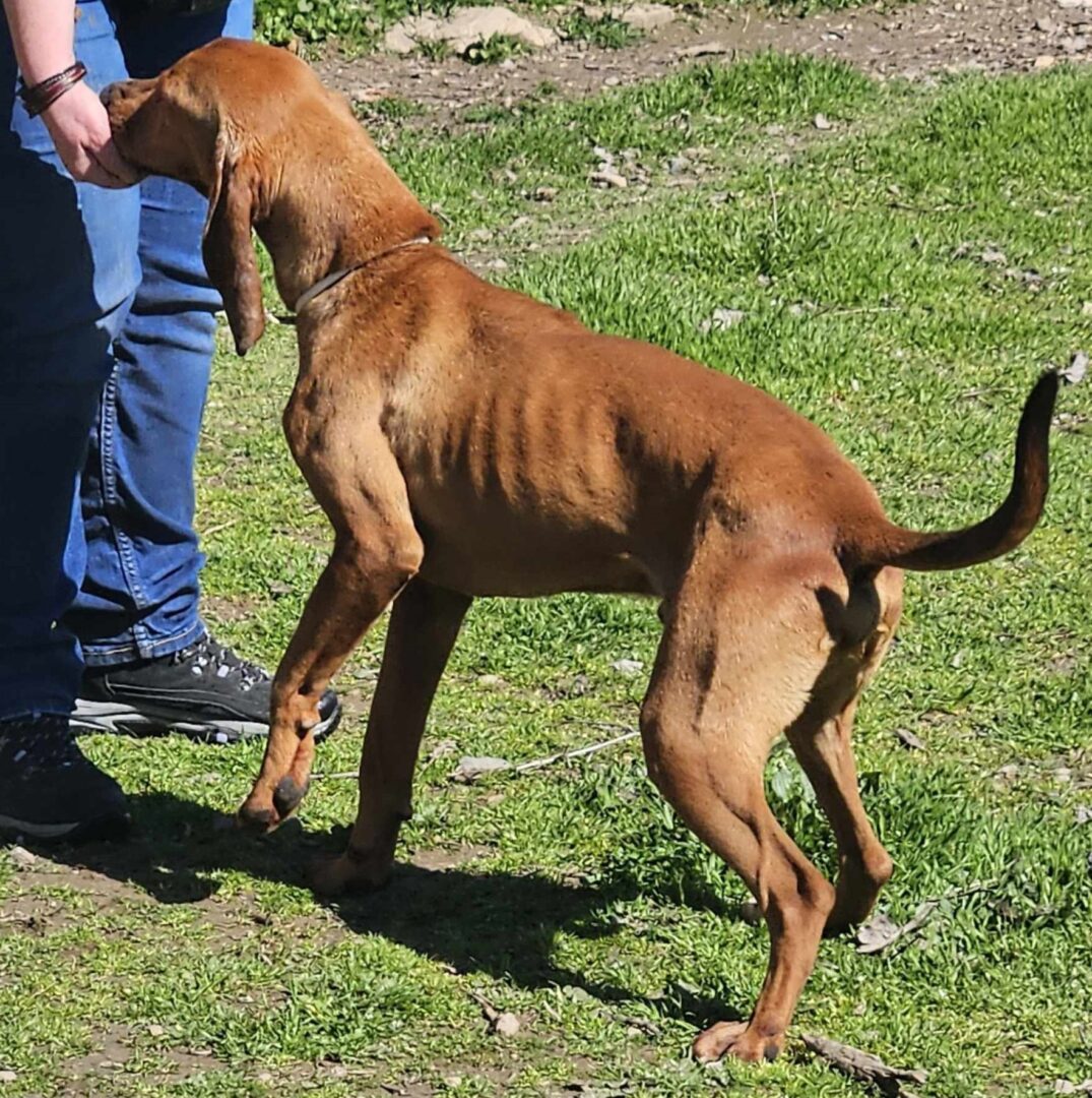 Kanelos Zorro Dogsavior Mär25 2