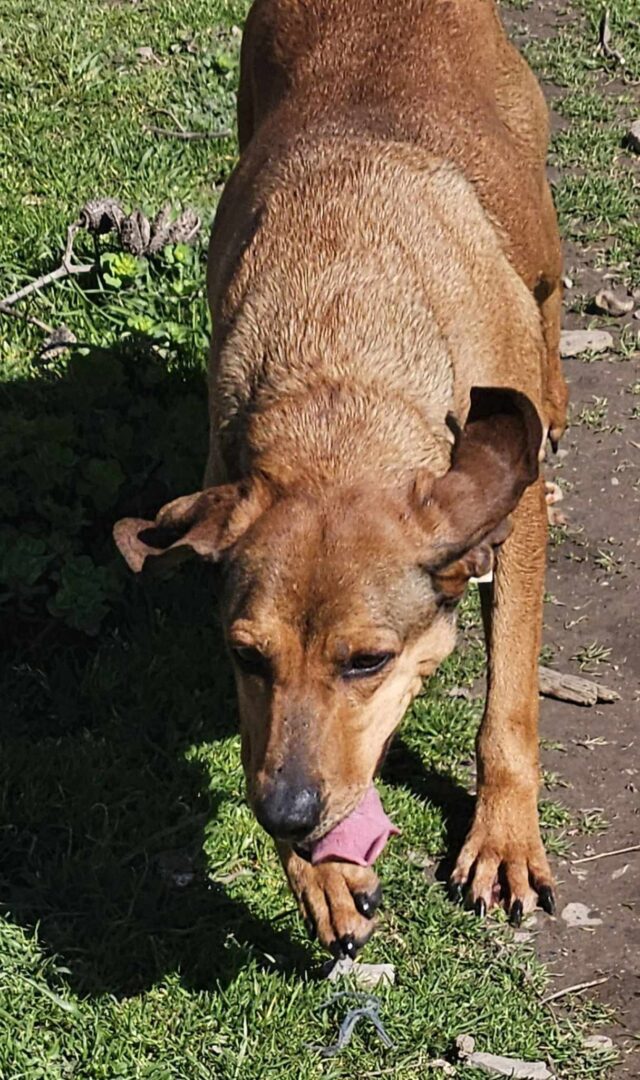 Kanelos Zorro Dogsavior Mär25 3