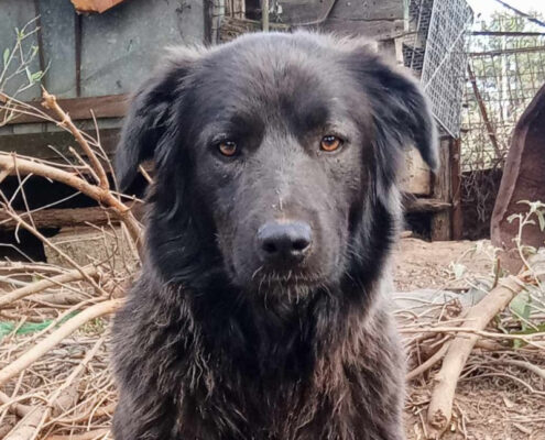 Manu Zorro Dogsavior Aug24 Beitragsbild