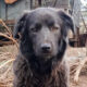 Manu Zorro Dogsavior Aug24 Beitragsbild