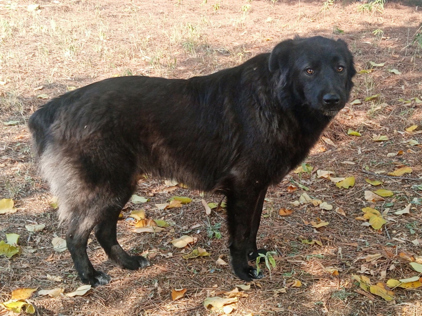 Manu Zorro Dogsavior Nov24 1
