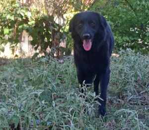 Mea Zorro Dogsavior Nov24 1