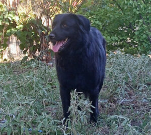 Mea Zorro Dogsavior Nov24 2