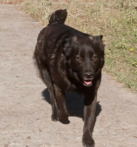 Mea Zorro Dogsavior Nov24 3