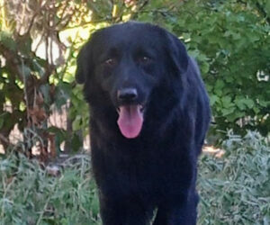 Mea Zorro Dogsavior Nov24 Beitragsbild