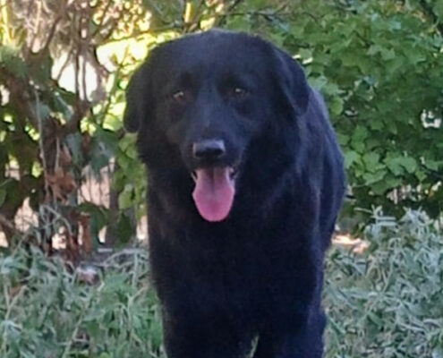 Mea Zorro Dogsavior Nov24 Beitragsbild