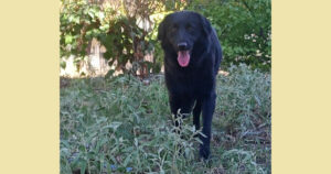 Mea Zorro Dogsavior Nov24 Social Media
