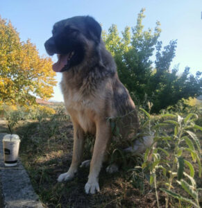 Nounou Zorro Dogsavior Nov24 4