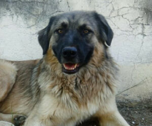 Nounou Zorro Dogsavior Nov24 Beitragsbild