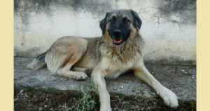 Nounou Zorro Dogsavior Nov24 Social Media