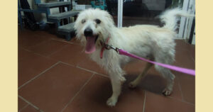 Tenten Zorro Dogsavior Apr25 Social Media
