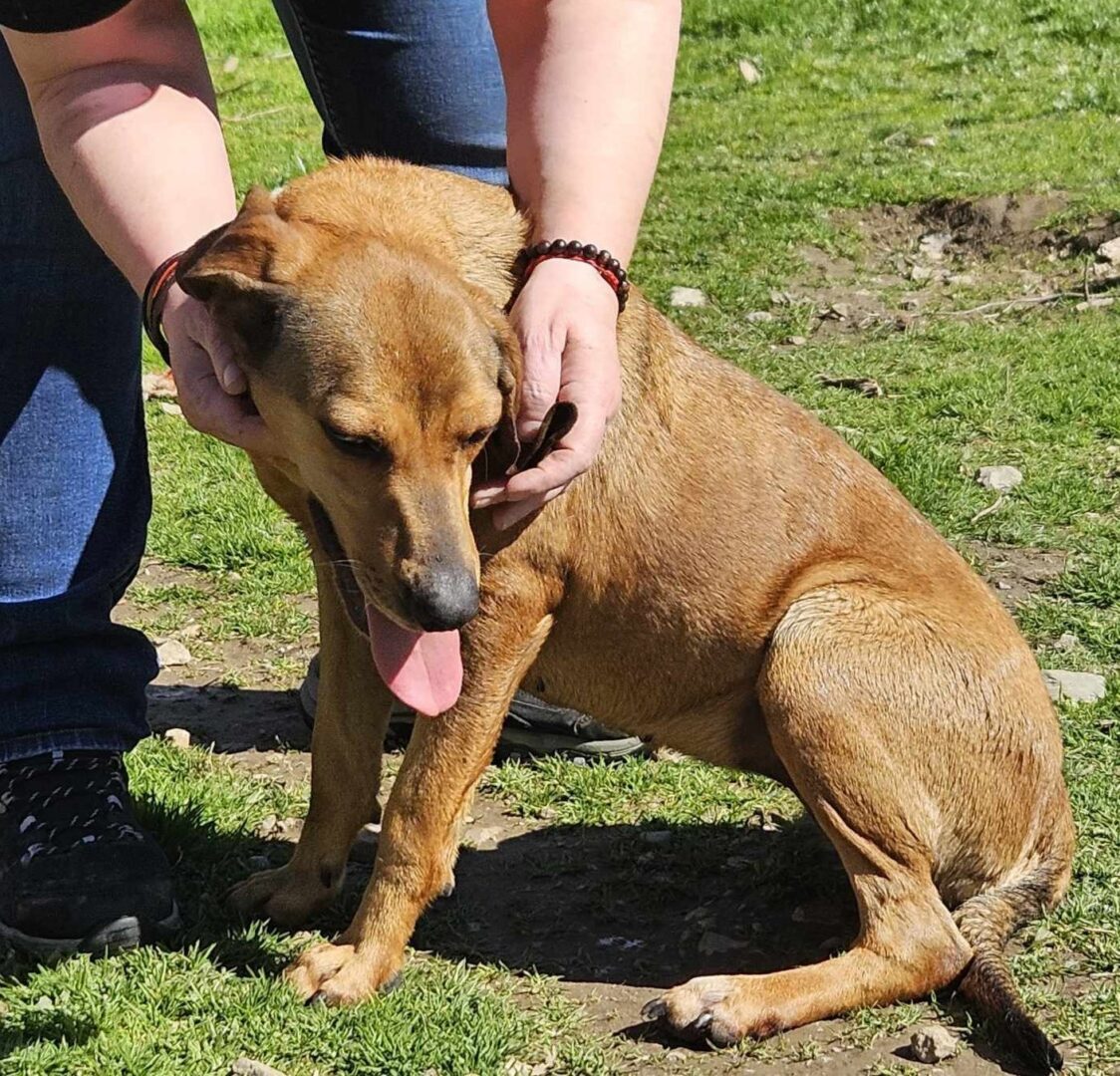 Thalia Zorro Dogsavior Mär25 1
