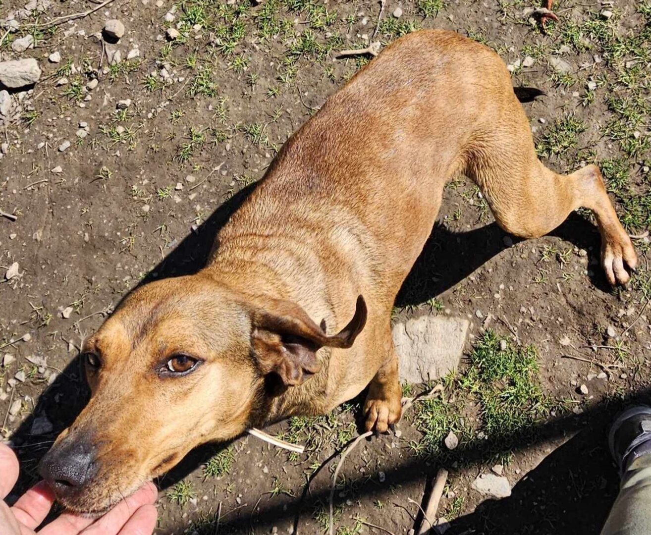 Thalia Zorro Dogsavior Mär25 2