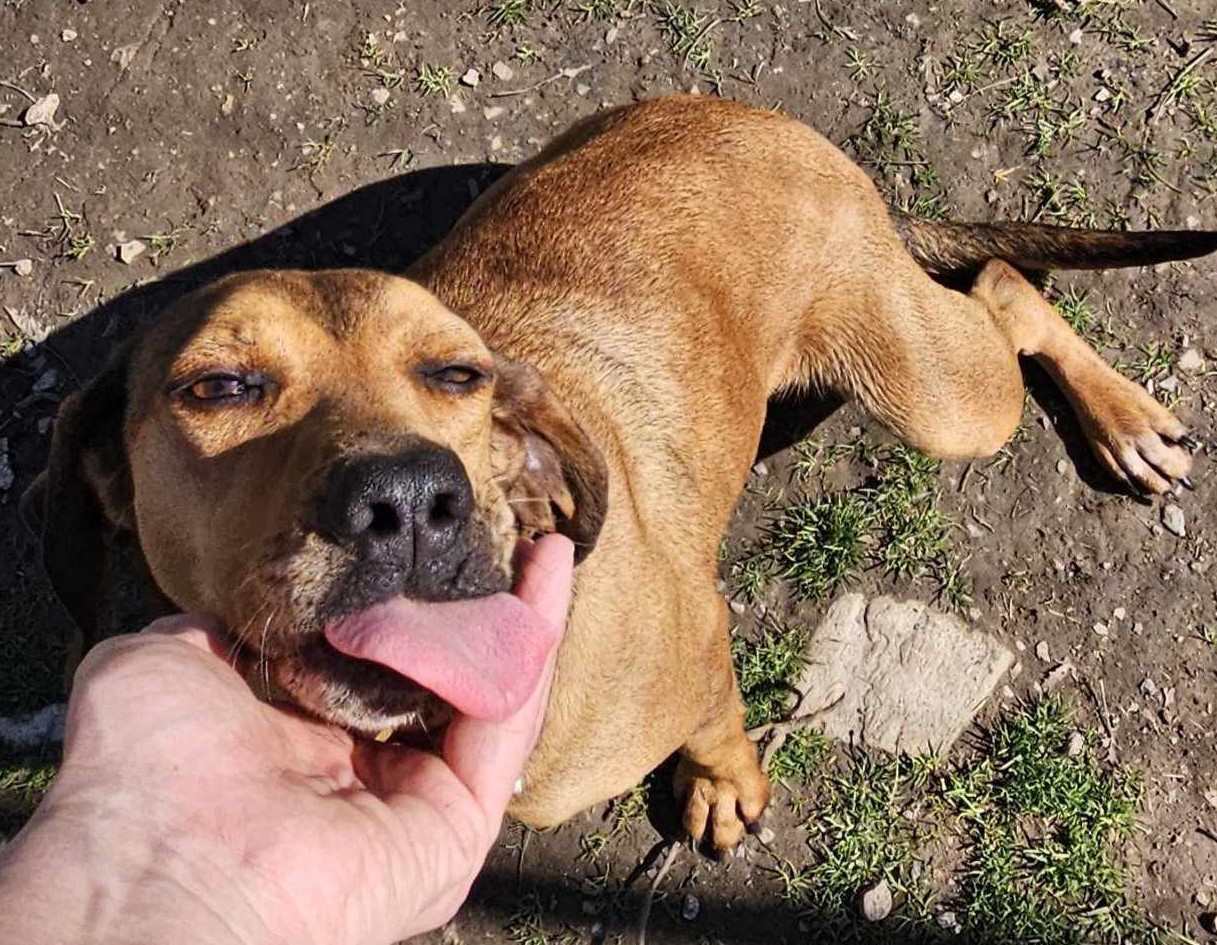 Thalia Zorro Dogsavior Mär25 3