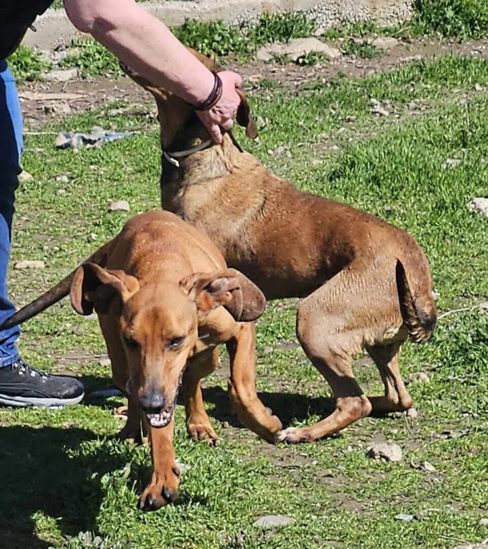 Thalia Zorro Dogsavior Mär25 4