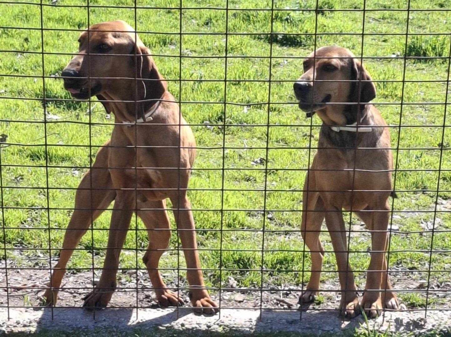 Thalia Zorro Dogsavior Mär25 6