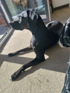 Apollo im neuen Zuhause