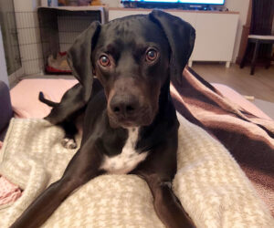 Apollo im neuen Zuhause