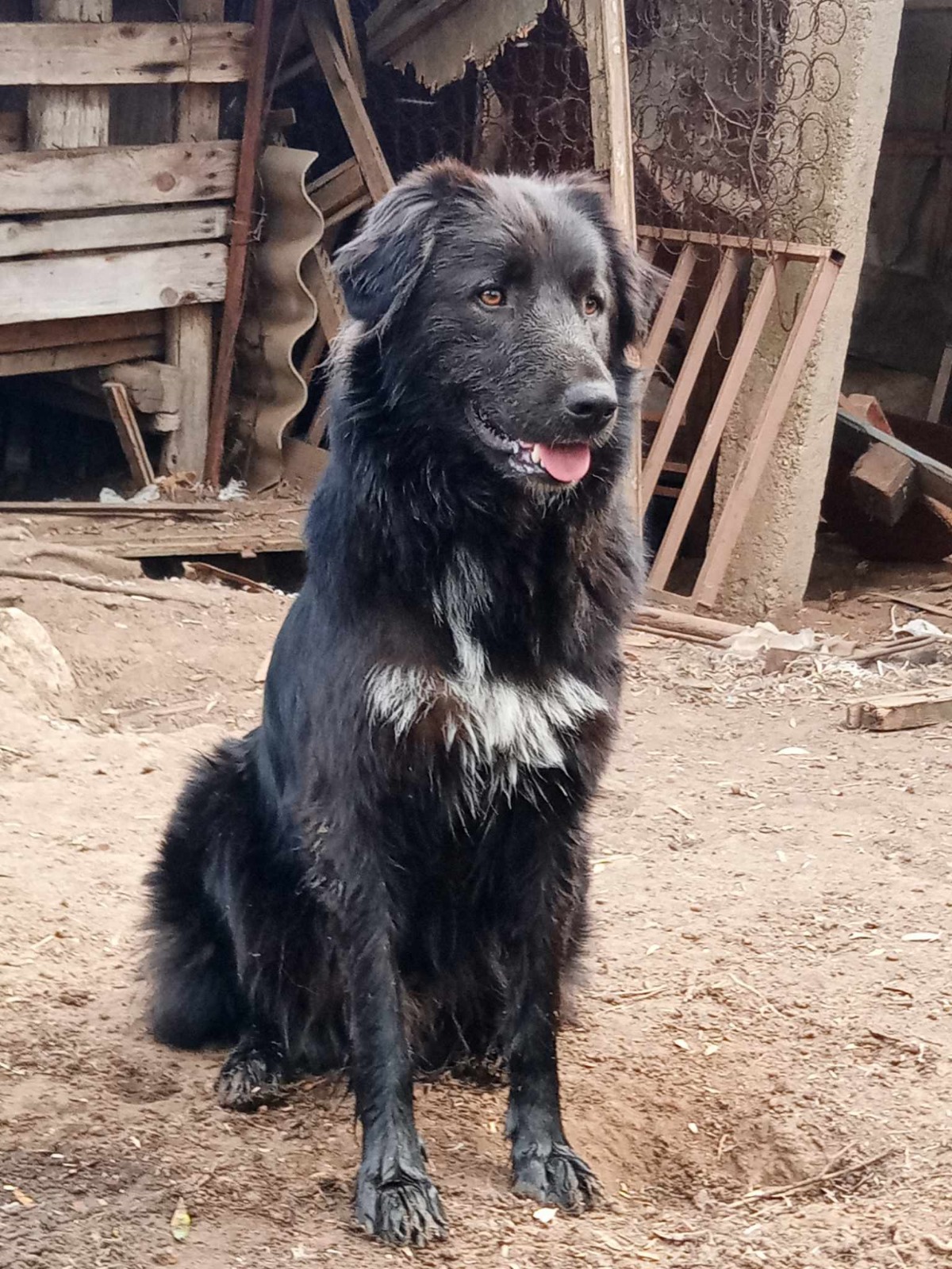 Boubis Zorro Dogsavior Aug24 1