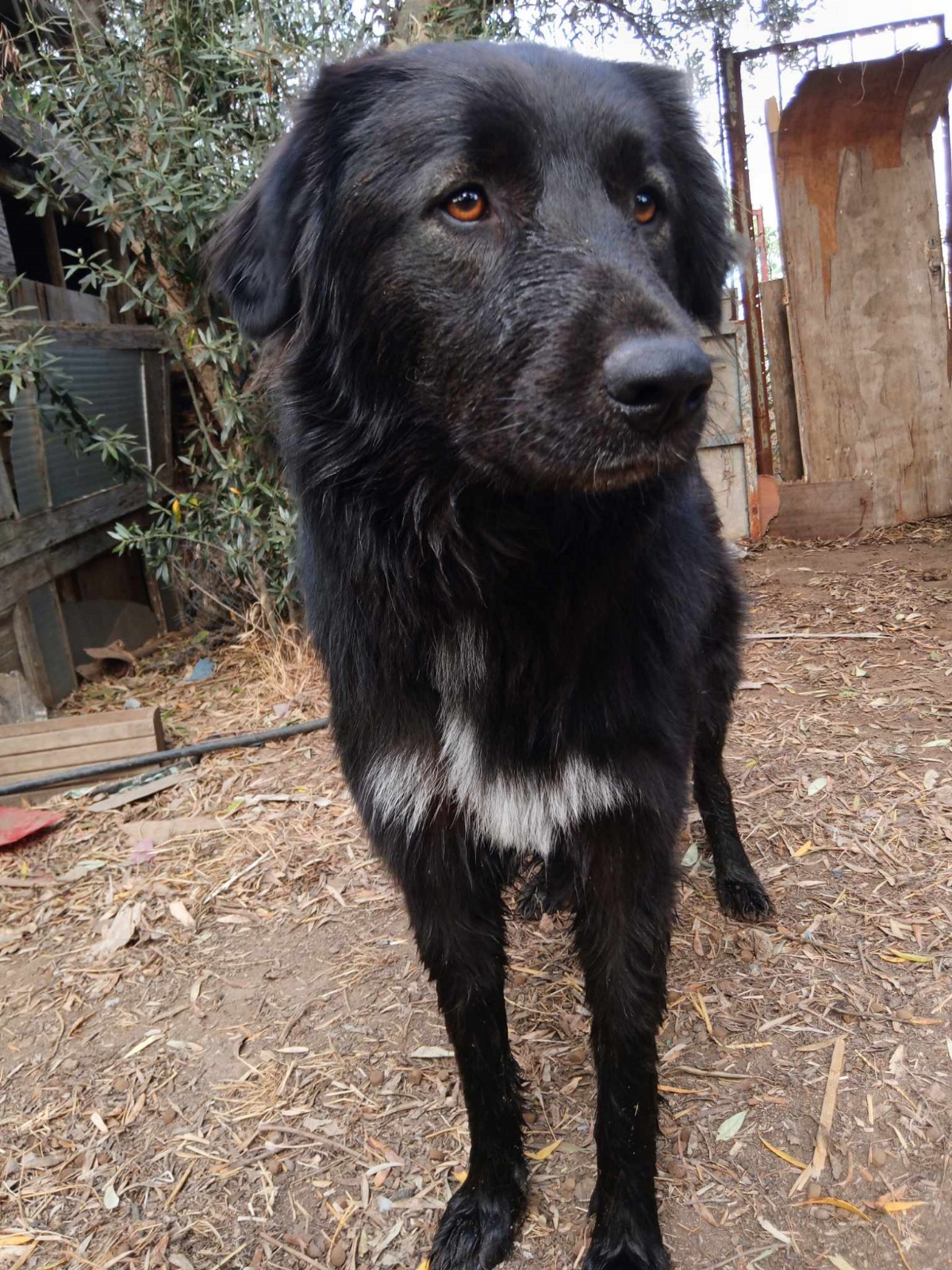 Boubis Zorro Dogsavior Aug24 2