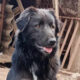 Boubis Zorro Dogsavior Aug24 Beitragsbild