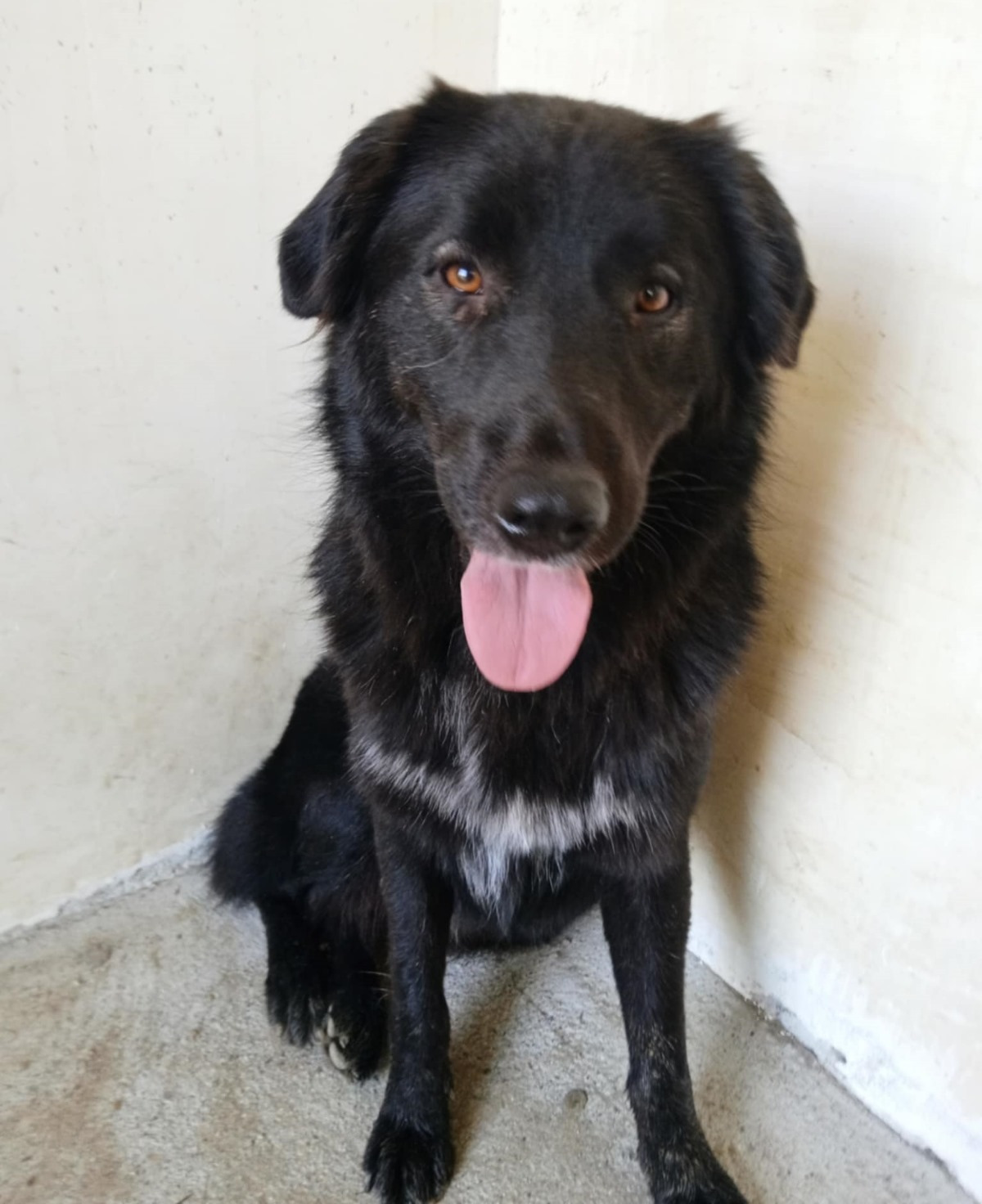 Boubis Zorro Dogsavior Nov24 1