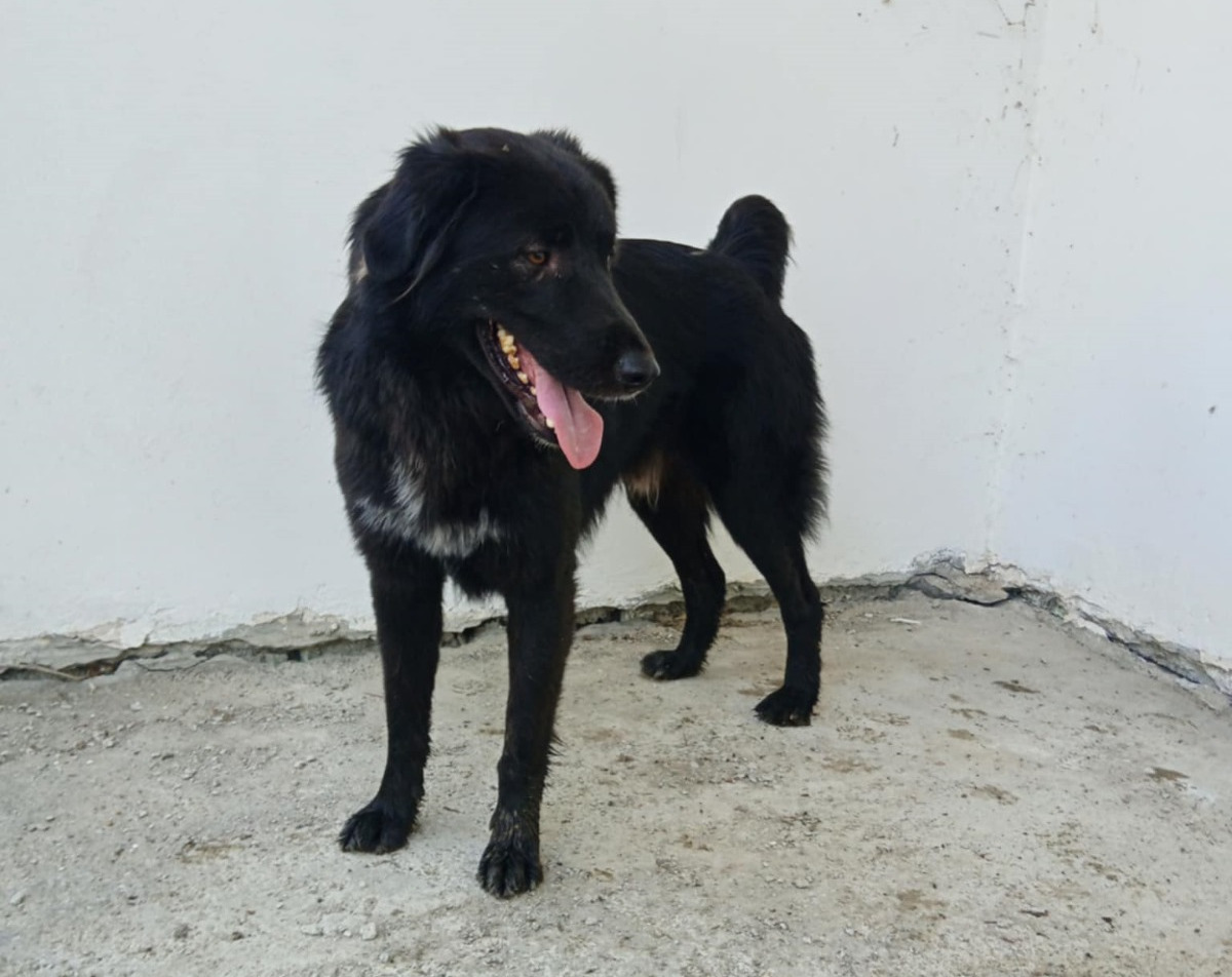 Boubis Zorro Dogsavior Nov24 2
